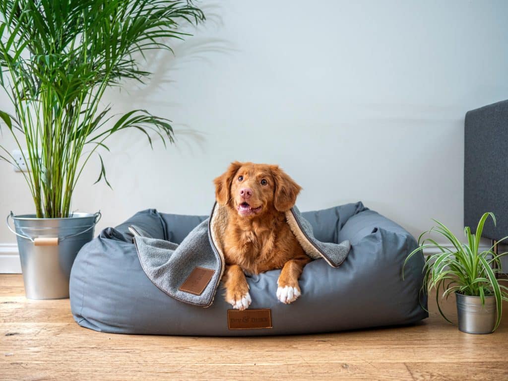 Luxus Hundebett